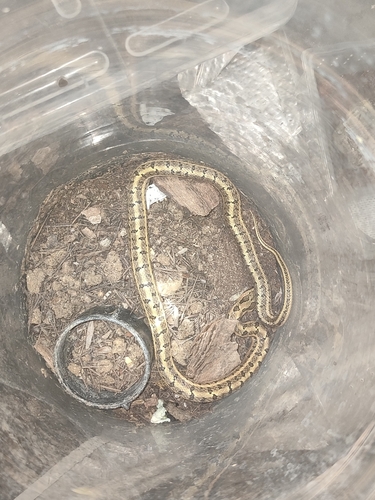 Steppe Ratsnake