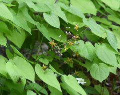 Epimedium alpinum, photograph (c) Matteo Martini, some rights reserved (CC BY)
