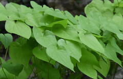 (c) Matteo Martini, some rights reserved (CC BY) Epimedium alpinum, photograph (c) Matteo Martini, some rights reserved (CC BY)