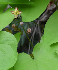 (c) Matteo Martini, some rights reserved (CC BY) Epimedium alpinum, photograph (c) Matteo Martini, some rights reserved (CC BY)