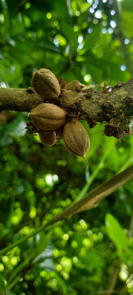 Synsepalum subverticillatum