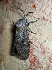Prionoxystus macmurtrei