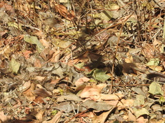 Aspidoscelis angusticeps