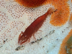 Zenopontonia noverca