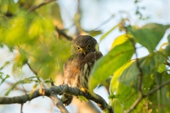 Glaucidium sanchezi