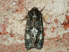Copivaleria