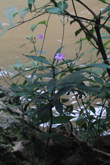 Ruellia puri