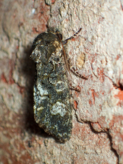 Copivaleria