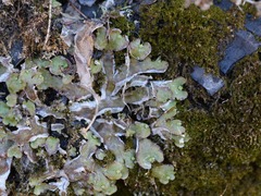 Asterella tenella