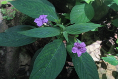 Ruellia puri
