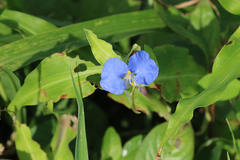 Commelina ensifolia