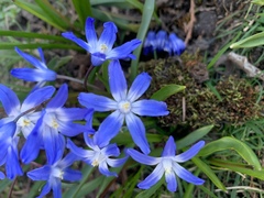 Scilla luciliae