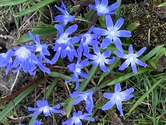 Scilla luciliae