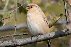 Desert Finch photo 4