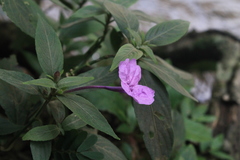 Ruellia puri