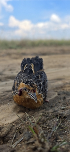 iNaturalist image
