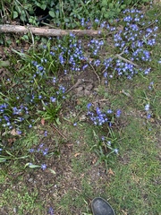 Scilla luciliae
