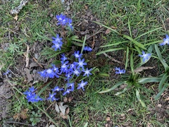 Scilla luciliae