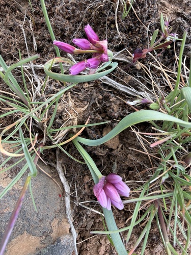 Allium scilloides, photograph 5