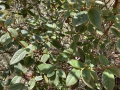 Rhododendron rubropilosum