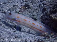 Valenciennea puellaris