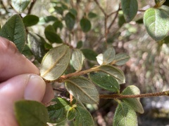 Rhododendron rubropilosum