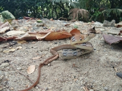 Coelognathus radiatus