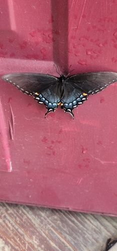 Eastern Tiger Swallowtail