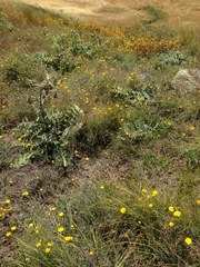 Cirsium fontinale obispoense