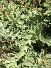 Cirsium fontinale obispoense