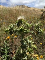 Cirsium fontinale obispoense