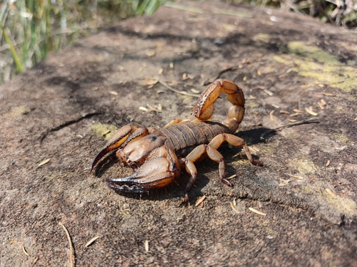 Opistophthalmus praedo