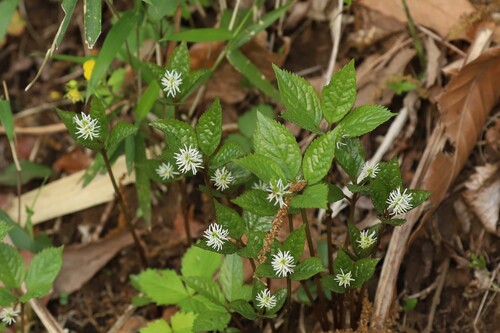 Chloranthus quadrifolius (Chloranthus quadrifolius)