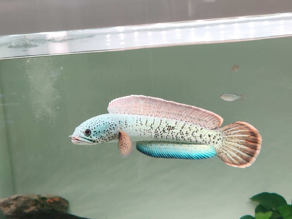 Barca-slangenkop (Channa barca) — Channidae