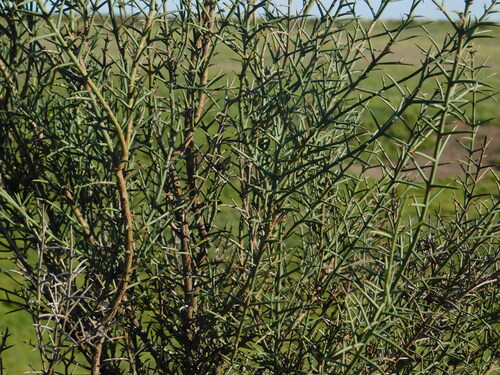 American mullamokka (Discaria americana)