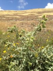 Cirsium fontinale obispoense