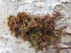 Ulota drummondii