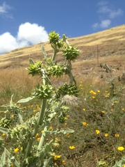 Cirsium fontinale obispoense