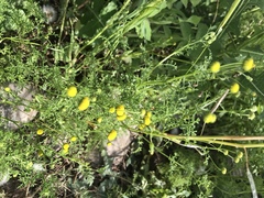 Oncosiphon pilulifer