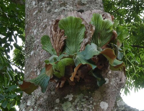 Angola staghorn fern
