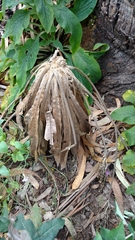 Espeletia corymbosa