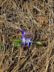 Scilla luciliae