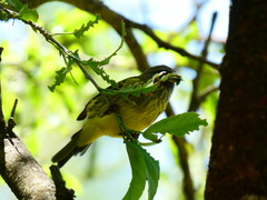 Crithagra hyposticta