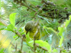 Crithagra hyposticta