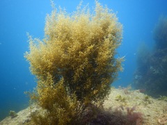 Sargassum sinicola