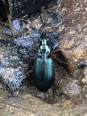 Agonum extensicolle