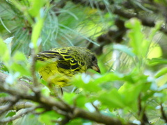 Crithagra hyposticta