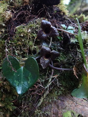 Asarum taipingshanianum