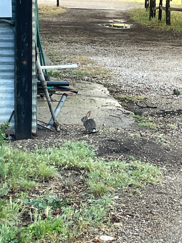 iNaturalist observation photo of Cottontail Rabbits