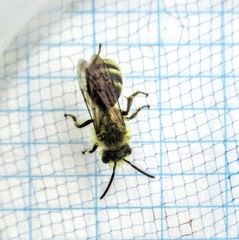 Cnemidandrena